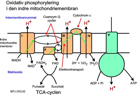 Oxidativ fosforylering