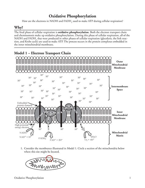 PDF Oxidative Phosphorylation Pogil Worksheet Answers. Name: Mr. Key Ap biology: ch 7i cell breath and fermentation cellular resp. Big Picture (Freeman) 1. Three main routes of cellular respiration are: a Cell phone breathing pogil activities answer the key. There is a disadvantage to checkpoints.. 