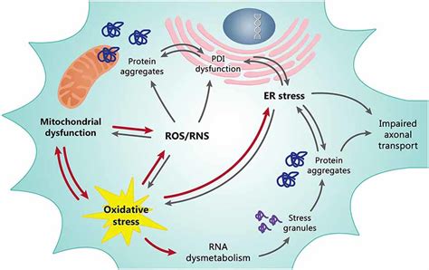 Oxidative stress, cardiolipin and mitochondrial dysfunction in ...