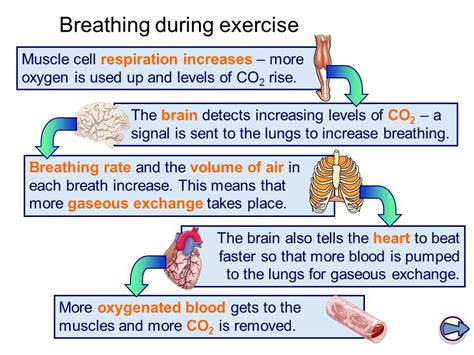 Oxygen availability in respiratory muscles during exercise in …