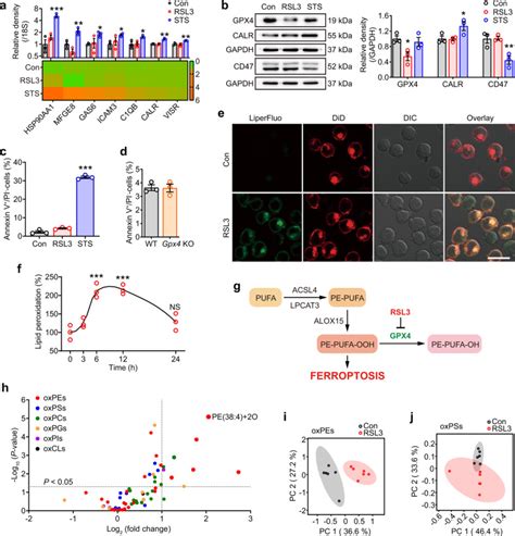 Oxygenated phosphatidylethanolamine navigates phagocytosis of ...