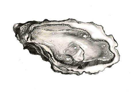 Oyster Drawing