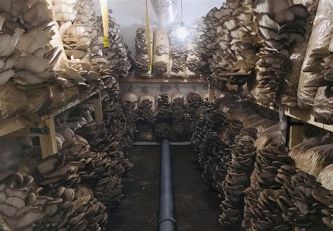 Oyster mushroom yield per square meter.  Commercial Mushroom Farming Pr...