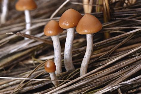 P azurescens. Although it’s much more challenging to grow, Psilocybe azurescens are undeniably more potent than your typical P.cubensis strain. In this article, we’ll look at this potent shroom in-depth — including its history and origins, where it grows, what it looks like, and how potent it is. 