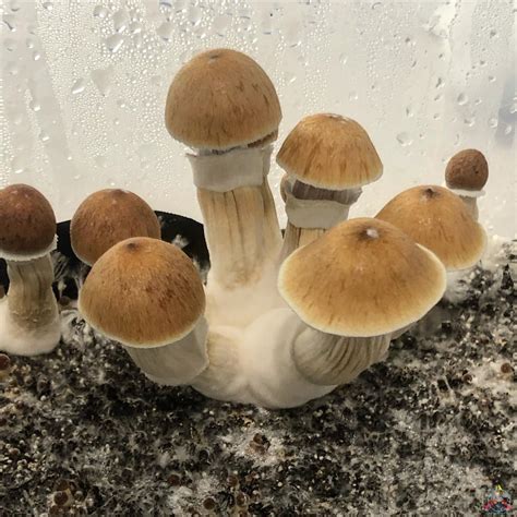 Jul 13, 2023 · Psilocybe cubensis is one of the biggest species among psychedelic mushrooms, with its golden cap measuring 1.5–8 cm (0.6–3 in). Initially convex, the cap usually grows to be almost completely plane in older specimens. The white stem is rather long, typically measuring 4–15 cm (1.5–6 in). The gills are narrow and close to each other ... . 