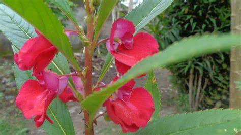 PACAR AIR Foto bugil seleb & kisah survival referensi bokeb indo terbaru jelajahi momen gerakan lebih fluid H-2 rilis single arsip laporan autopsi plot twist tak terduga image 1