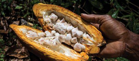 Pacific Cocoa project | How to trim the shape of the cocoa tree ... - raincitystudios.com