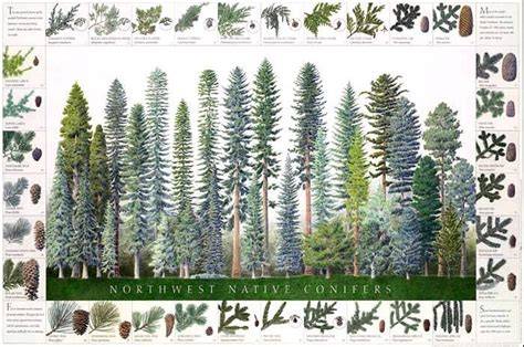 Pacific Northwest Conifers - Gardening Know How - raincitystudios.com