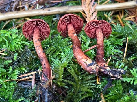 Pacific Northwest Mushroom Identification Forum | **Quiz 101 - muktibox.com