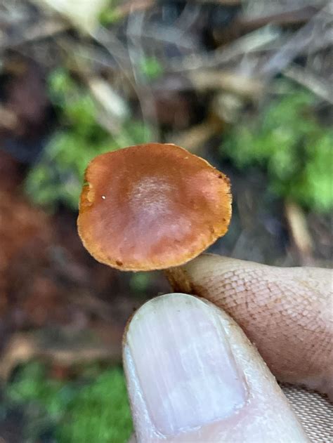 Pacific Northwest Mushroom Identification Forum - muktibox.com
