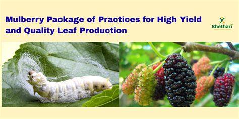 PACKAGE OF PRACTICES FOR MULBERRY … - raincitystudios.com