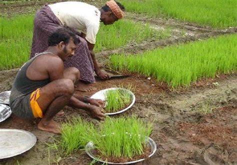 Paddy nurseries and management - rkbassam.aau.ac.in - raincitystudios.com