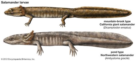 Paedomorphic salamanders are larval in form and patterns of limb ... - muktibox.com