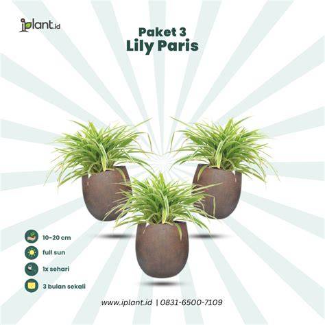 Paket 3 Lily Paris - raincitystudios.com