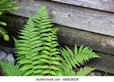 Paku Sepat - muktibox.com