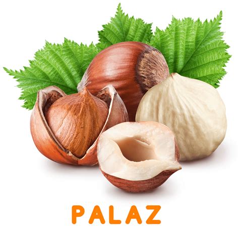 PALAZ FINDIK FİDANI-.