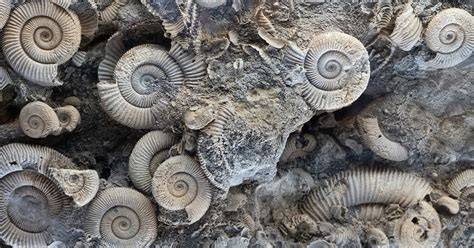 Paleobiologists unlock 500,000 years of fossil records ... - ScienceDaily - raincitystudios.com