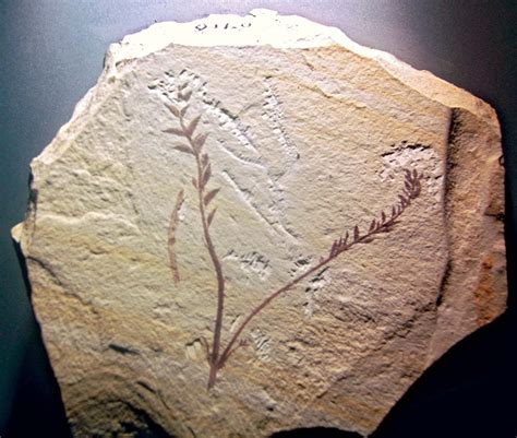 Paleobotany: Fossils & Plant Evolution | StudySmarter - wintechmobiles.com