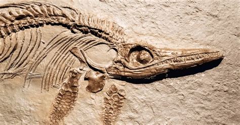 Paleoethnobotany | Springer Nature Link - wintechmobiles.com