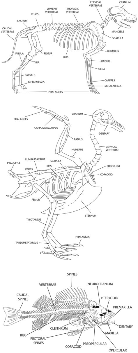 Paleoethnobotany of Foodways | Springer Nature Link - wintechmobiles.com