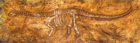 Paleontology | Fossils, Ancient Ecosystems & Earth’s Long Story - wintechmobiles.com