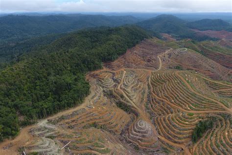 Palm oil deforestation makes comeback in Indonesia … - wintechmobiles.com