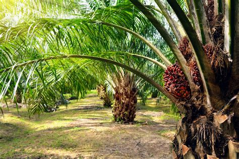 Palm oil - wintechmobiles.com