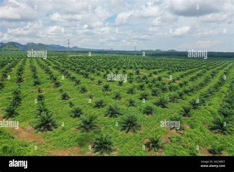 Palm Pulverisation in Sustainable Oil Palm Replanting - raincitystudios.com
