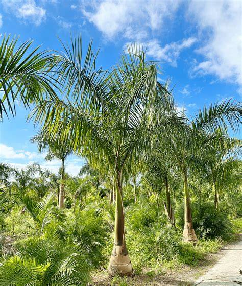 Palm Royal Tree - CGS Connect - raincitystudios.com