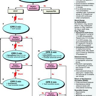 PALS Pulseless Arrest Algorithm. Download Scientific Diagram