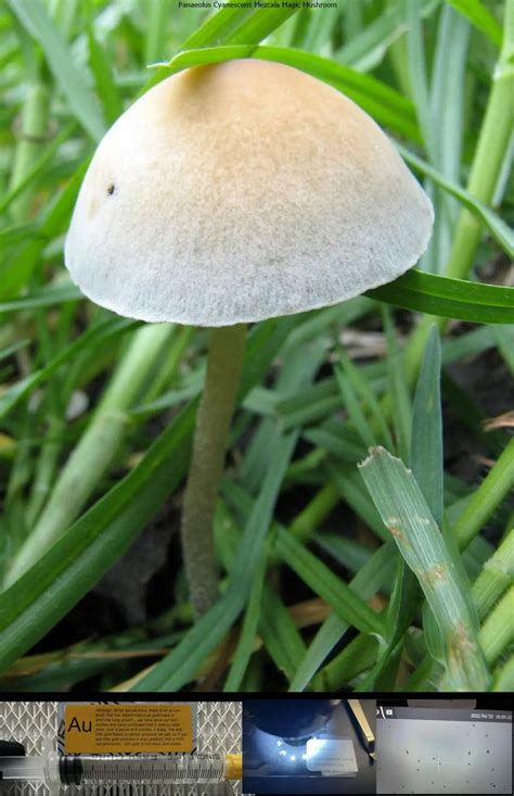 PANAEOLUS CYANESCENS MAGIC MUSHROOM - Mushroom …