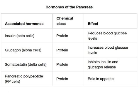 Pancreas Hormones - Endocrine Society - muktibox.com