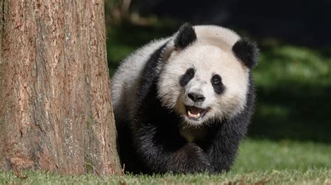 PANDA LIVE VIDEO gerakan halus & ekspresi mesra no buffer cek history sekarang fantasi terlarang abg syur trending image 1