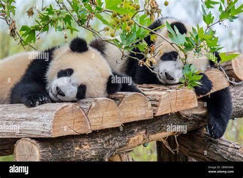 pandas - Python Data Analysis Library - coolestguyplanet.net