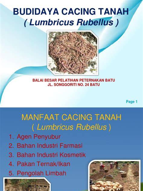 Panduan Budidaya Cacing Tanah | PDF - Scribd - raincitystudios.com