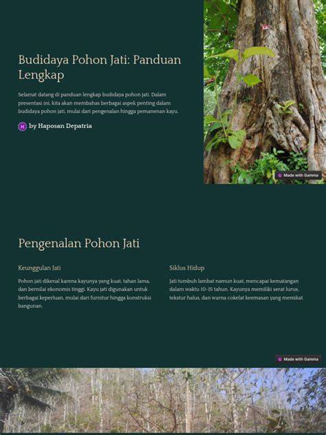 Panduan Budidaya Pohon Jati Lengkap - raincitystudios.com