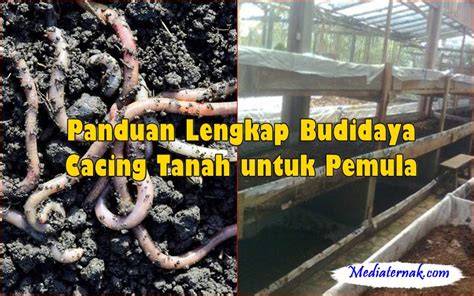 Panduan Lengkap Budidaya Cacing Tanah | PDF - Scribd - raincitystudios.com