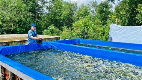 Panduan Lengkap Budidaya Ikan Lele di Kolam Terpal - raincitystudios.com