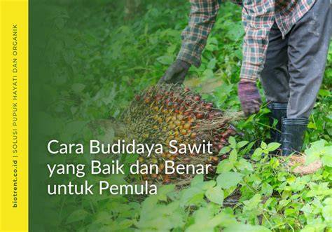 Panduan Lengkap Budidaya Sawit untuk Pemula - raincitystudios.com