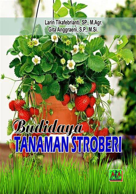 Panduan lengkap budidaya tanaman stroberi - HORTIKULTURA - raincitystudios.com