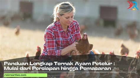 Panduan Lengkap Cara Ternak Ayam Petelur - rekreartive - raincitystudios.com