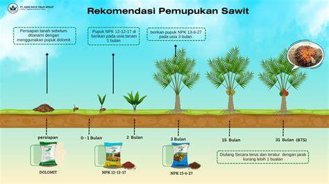 Panduan Menanam Bibit Kelapa Sawit - raincitystudios.com