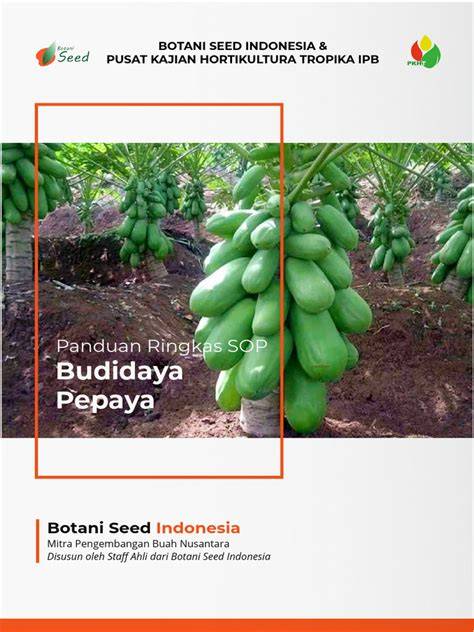 Panduan Ringkas SOP Budidaya Pepaya - raincitystudios.com