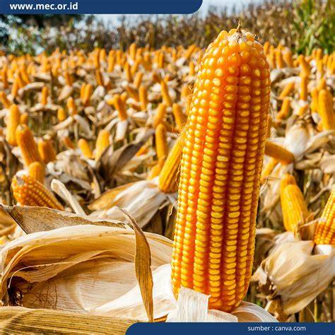 PANEN JAGUNG - raincitystudios.com