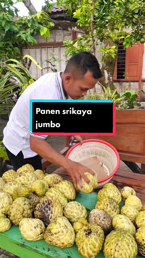 panen srikaya jumbo - raincitystudios.com