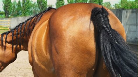 Pantat Kuda - muktibox.com