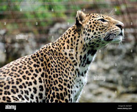 Panthera pardus ssp. melas, Javan Leopard - IUCN Red List - raincitystudios.com