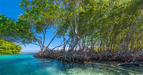 Papua Miliki Ekosistem Mangrove Terluas di Indonesia - wintechmobiles.com