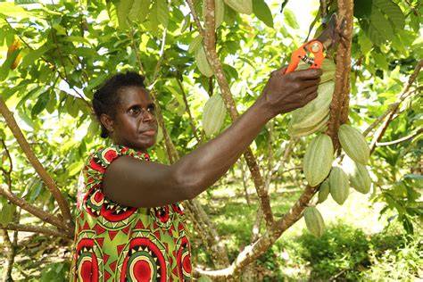 PAPUA NEW GUINEA COCOA - Australian Centre for International ... - raincitystudios.com