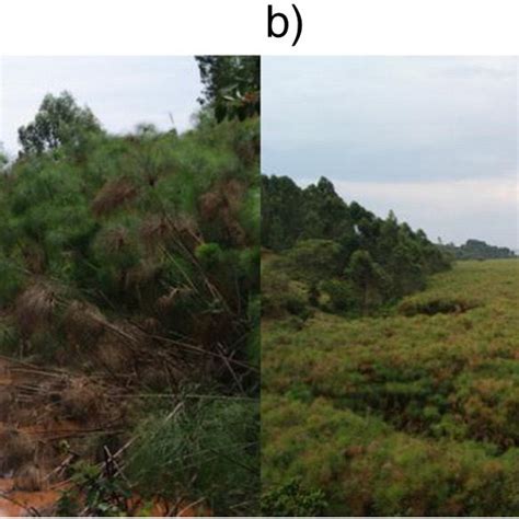 Papyrus-Wetland - PowerPoint Presentations and PDF Documents - wintechmobiles.com